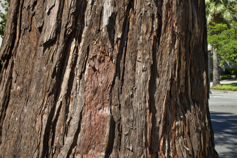 Redwood Bark