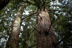 Redwood Cut Branches