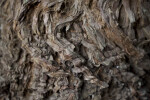 Redwood Knotted Bark