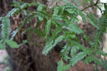 Coastal Redwood Leaves