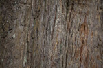 Redwood Smooth Bark