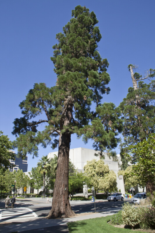 Redwood Tree near a Sidewalk at Capitol Park in Sacramento