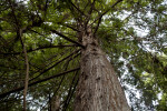 Redwood Trunk and Branches