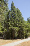 Redwoods near a Footpath