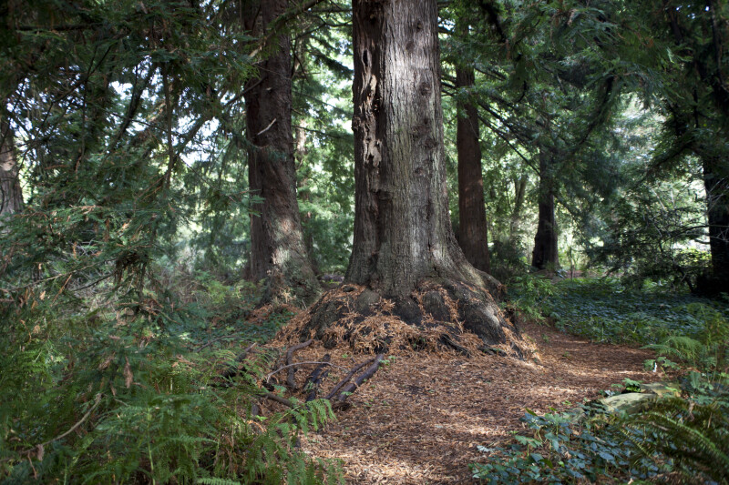 Redwoods Surrounded by Low-Growing Plants