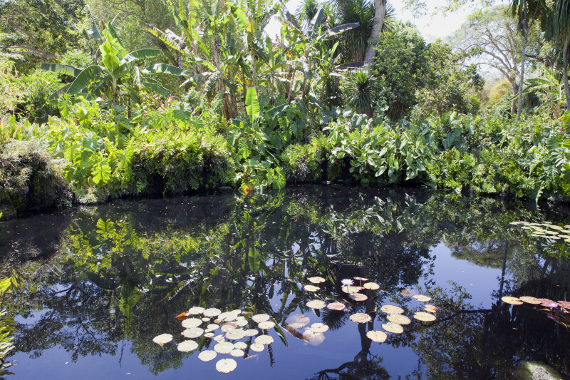 Reflected Vegetation Near a Pond