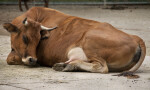 Resting Bavarian Cow
