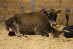 Resting Brown Swiss Cow at the Florida State Fairgrounds