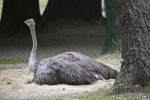 Resting Grey Ostrich