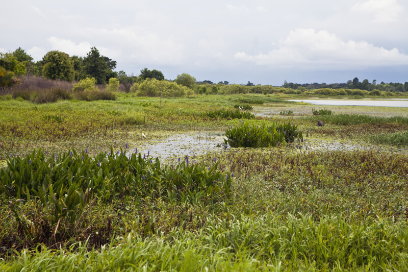 Restored freshwater marsh at Circle B Bar Reserve