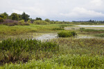 Restored freshwater marsh at Circle B Bar Reserve