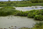 Restored Wetland area at Circle B Bar Reserve