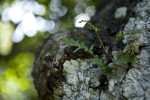 Resurrection Fern and Lichen