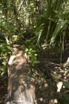 Resurrection Fern on Nursery Log