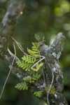 Resurrection Fern on Small Branch