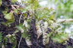 Resurrection Ferns