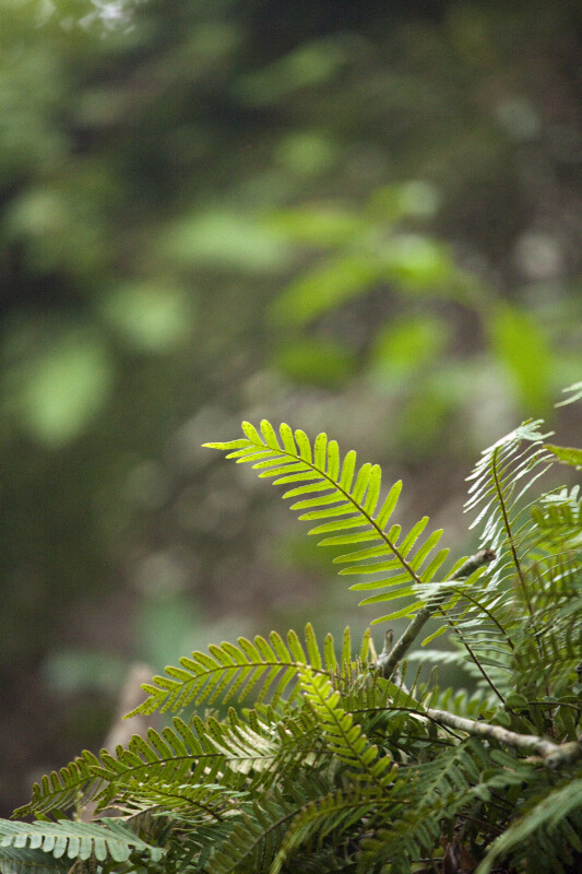 Resurrection Ferns Along the Gumbo Limbo Trail at Everglades National Park