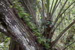 Resurrection Ferns Growing on Branch of Tree