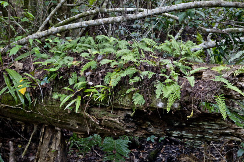 Resurrection Ferns Growing on Log