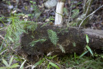 Resurrection Ferns Growing Out of a Nursery Log