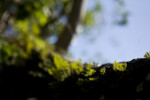 Resurrection Ferns in the Shade