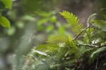 Resurrection Ferns with Spores on Undersides of Leaves