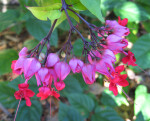 Rex Begonia Vine Flowers