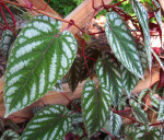 Rex Begonia Vine Leaves