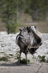 Rhea Preening