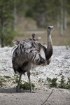 Rhea Standing