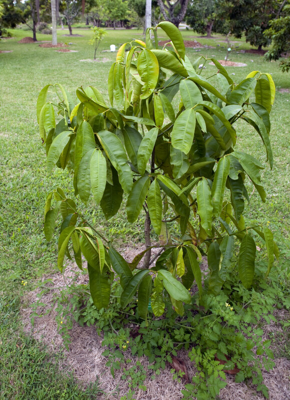 Rheedia Tree