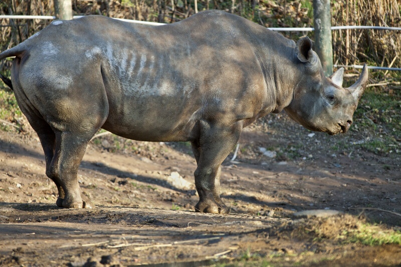 Rhino Side View