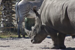 Rhinoceros and Zebra