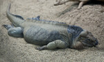 Rhinoceros Iguana Resting