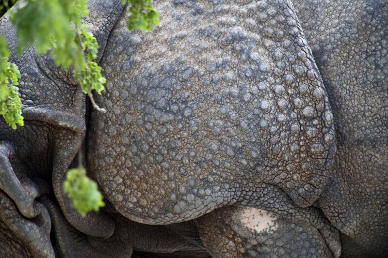 Rhinoceros Skin