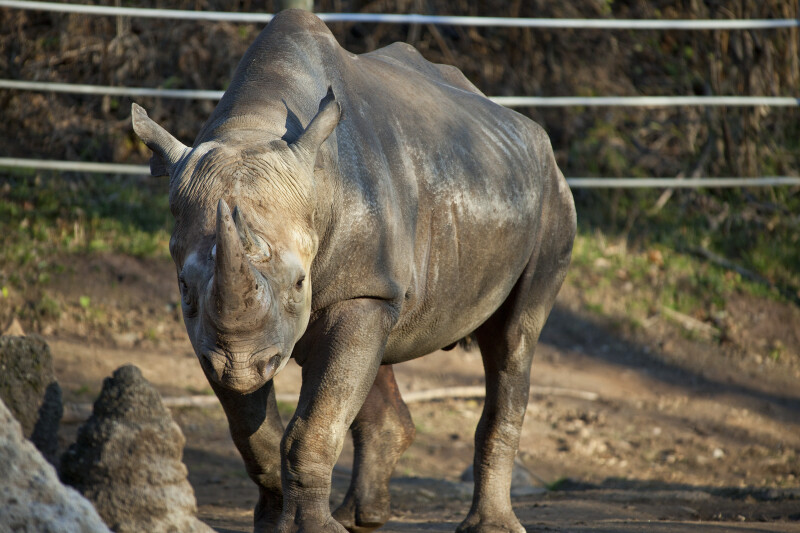 Rhinoceros Walking