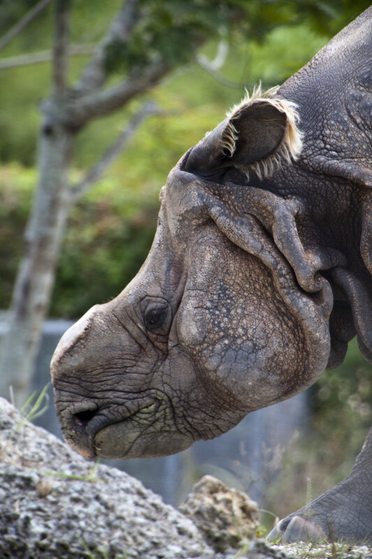 Left Side of a Rhinoceros' Head