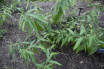 Rhododendron edgeworthii Branches