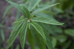 Rhododendron edgeworthii Leaves