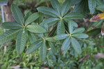 Rhododendron floribundum Leaves