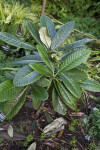 Rhododendron sinogrande Leaves