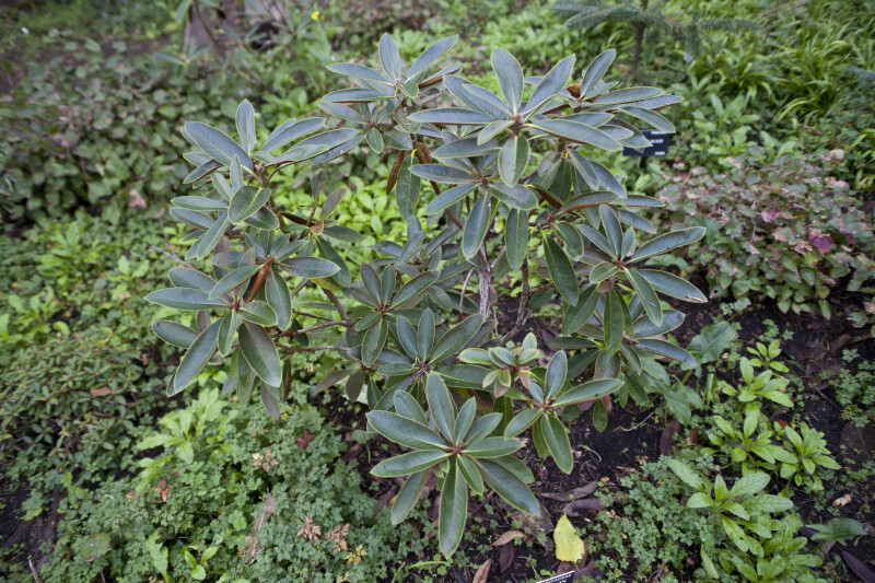 Rhododendron yakushimanum Leaves
