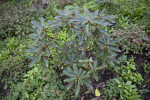Rhododendron yakushimanum Leaves