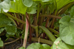Rhubarb Plant Stalks