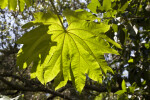 Rice Paper Plant Leaf