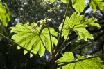 Rice Paper Plant