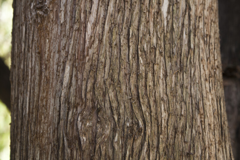 Ridged Bark of a Mourning Cypress Tree
