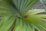 Ridged Succulent Leaves Close-Up