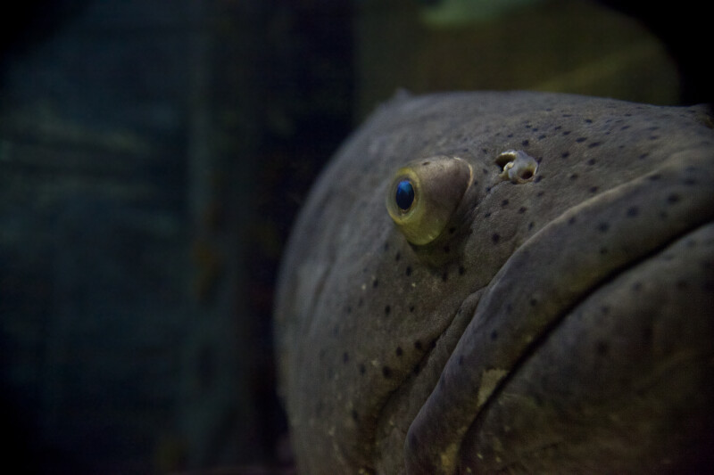Right Eye of a Goliath Grouper