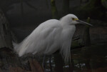 Right Side of a Snowy Egret at The Florida Aquarium